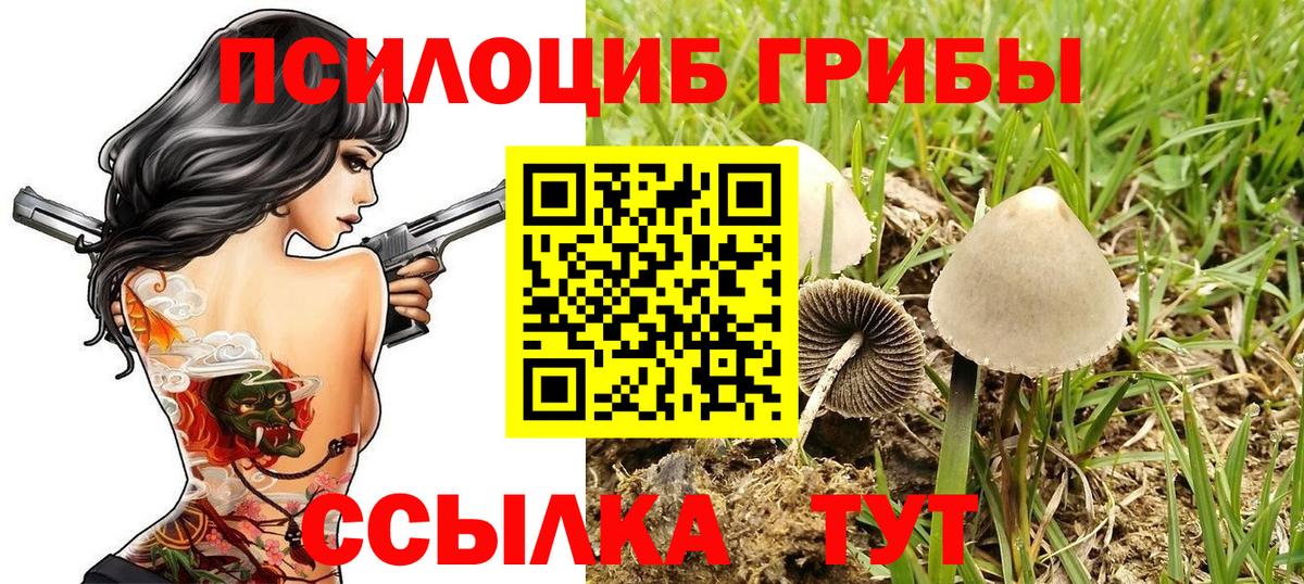 Псилоцибиновые грибы Бор